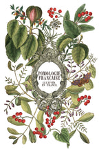 Load image into Gallery viewer, Clementine IOD Decor Transfer *New Release*