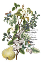 Load image into Gallery viewer, Clementine IOD Decor Transfer *New Release*