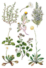 Load image into Gallery viewer, Sarah Featon's Botanicals IOD Decor Transfer