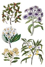 Load image into Gallery viewer, Sarah Featon's Botanicals IOD Decor Transfer