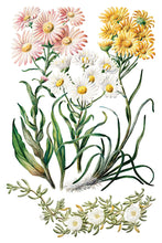 Load image into Gallery viewer, Sarah Featon's Botanicals IOD Decor Transfer