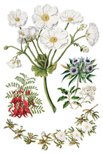Load image into Gallery viewer, Sarah Featon's Botanicals IOD Decor Transfer