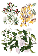 Load image into Gallery viewer, Sarah Featon's Botanicals IOD Decor Transfer