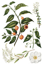 Load image into Gallery viewer, Sarah Featon's Botanicals IOD Decor Transfer