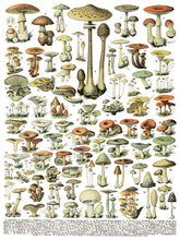 Load image into Gallery viewer, Millot's Pages IOD Decor Transfer