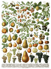 Load image into Gallery viewer, Millot's Pages IOD Decor Transfer