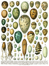 Load image into Gallery viewer, Millot's Pages IOD Decor Transfer