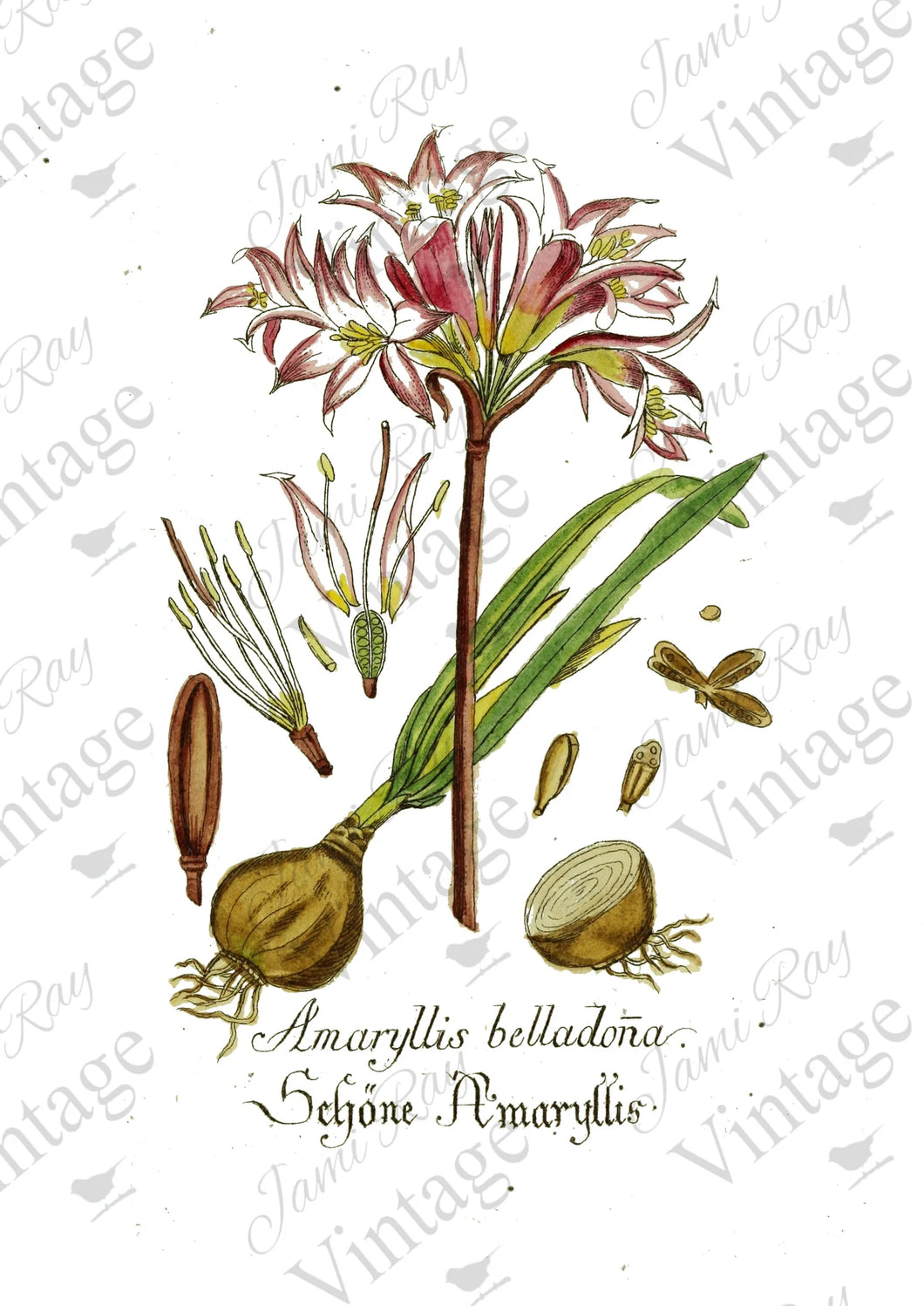 Amaryllis Floral - JRV Rice Paper (8.25