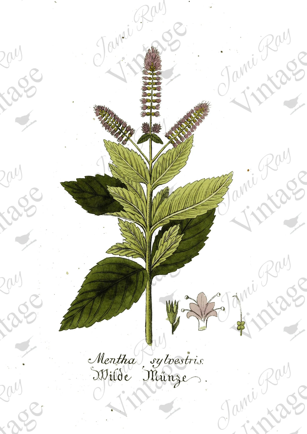 Mentha Flower - JRV Rice Paper (8.25
