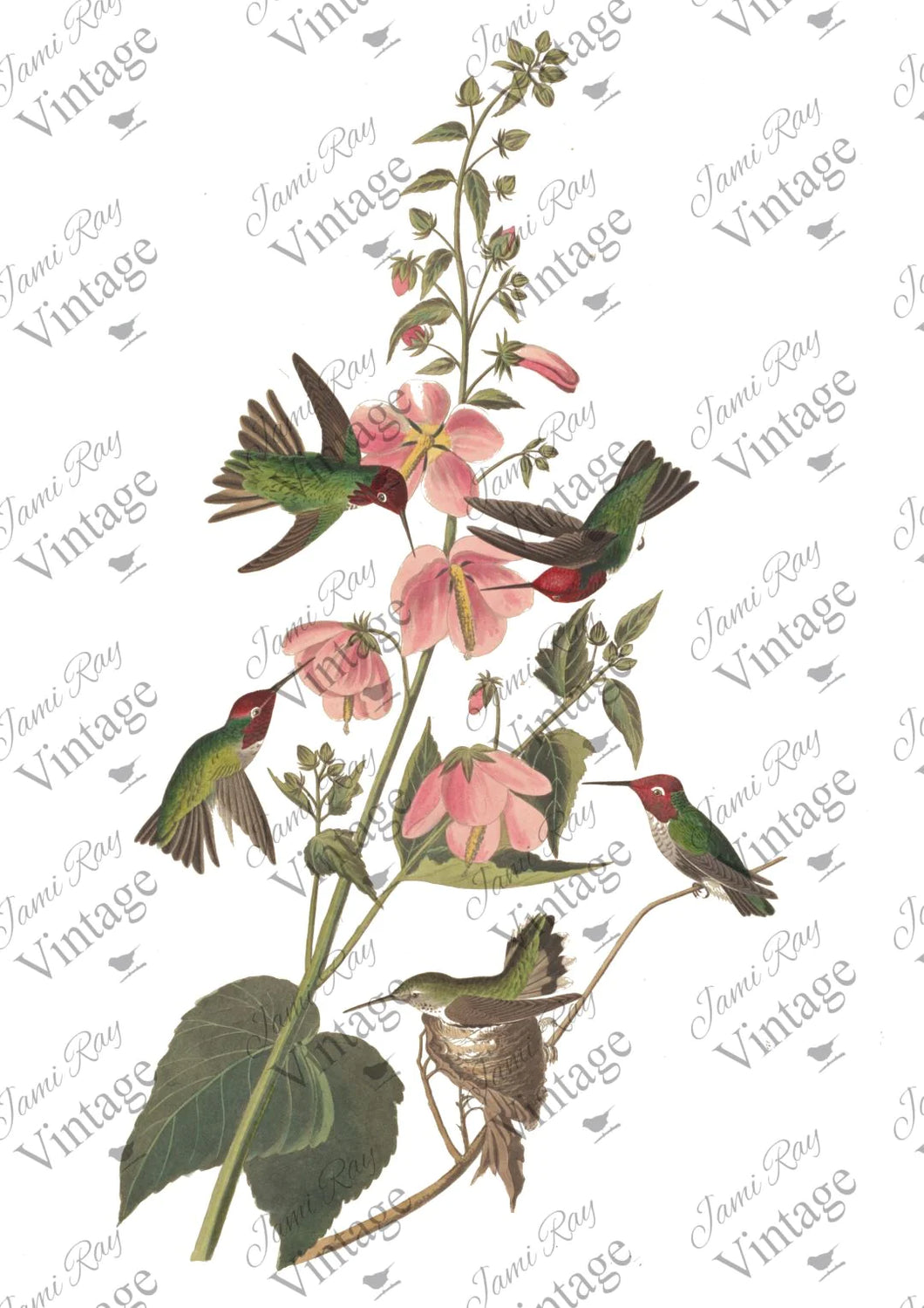 Hummingbird - JRV Rice Paper (8.25