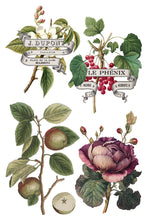 Load image into Gallery viewer, Clementine IOD Decor Transfer *New Release*
