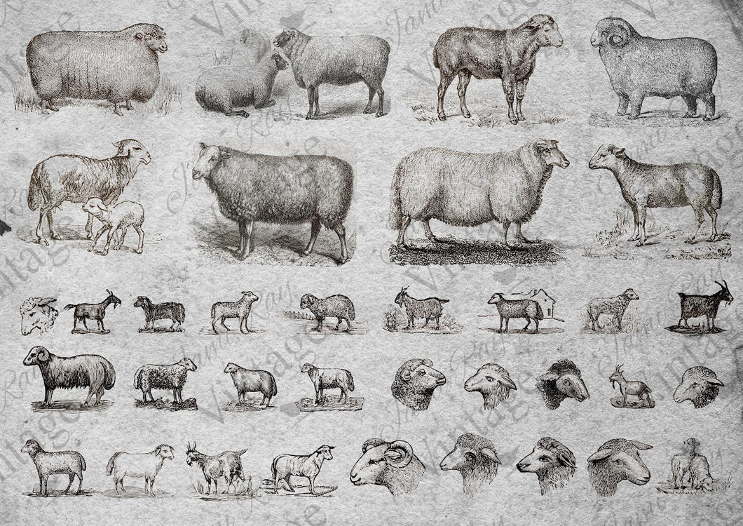 Sheep - JRV Rice Paper (8.25