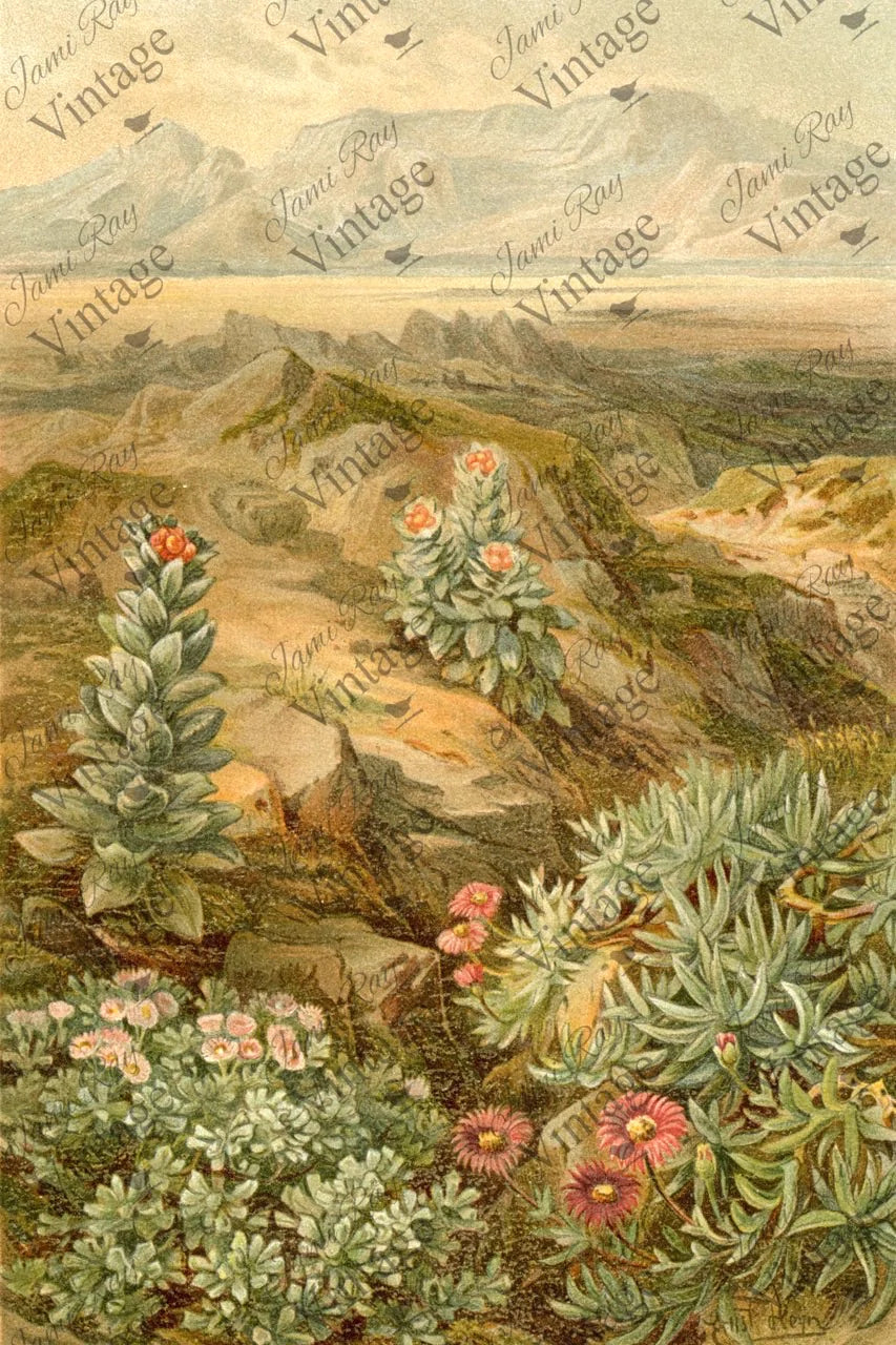 JRV Decoupage Paper - Desert Succulent