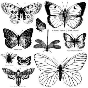 Butterflies IOD Decor Stamp