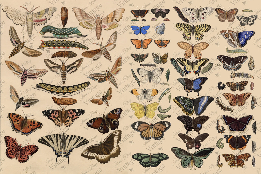 JRV Paper - Scientific Butterfly (2 Sizes)